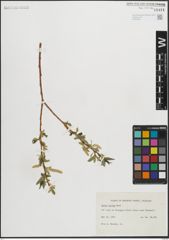 Foto von Salix lucida Muhl.